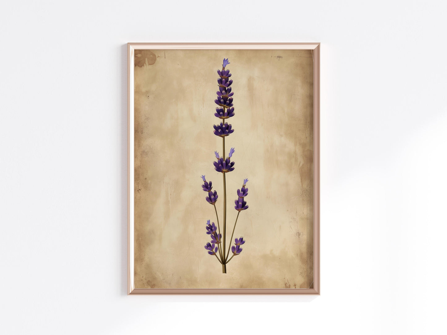 Duftende Stille: Lavendel in seiner Pracht- Vintage-Illustration, Pflanzen, Blumen, botanische Kunst, Irland